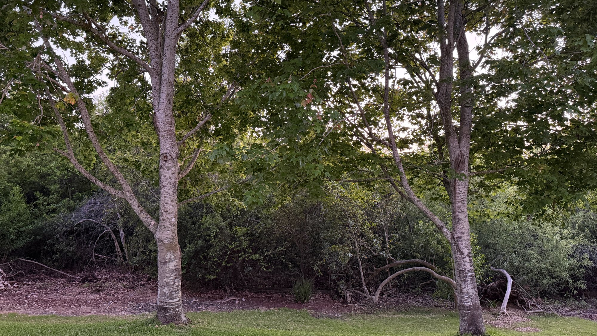 Wildlife habitat Lutz Florida