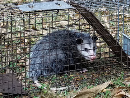 Possum removal Palm Harbor FL