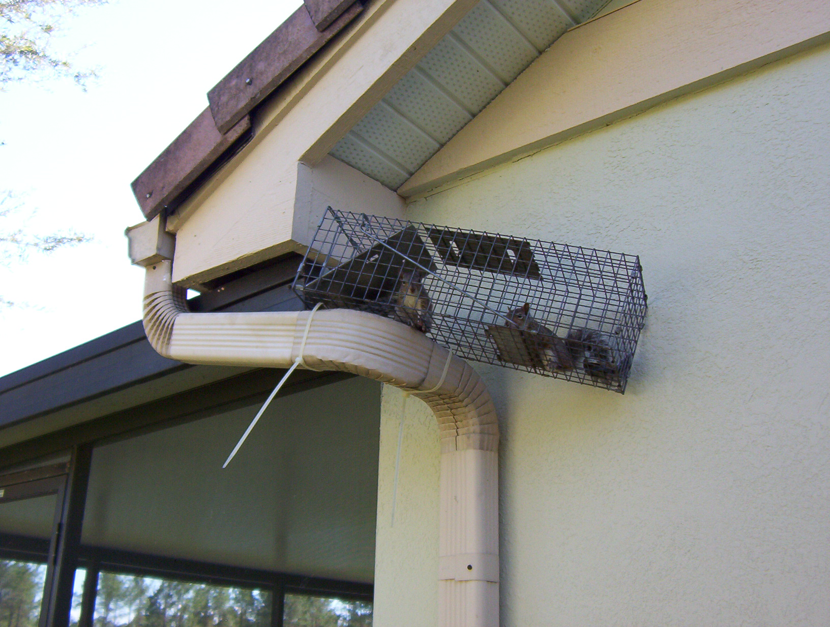 Squirrel removal Dunedin Tarpon Springs FL